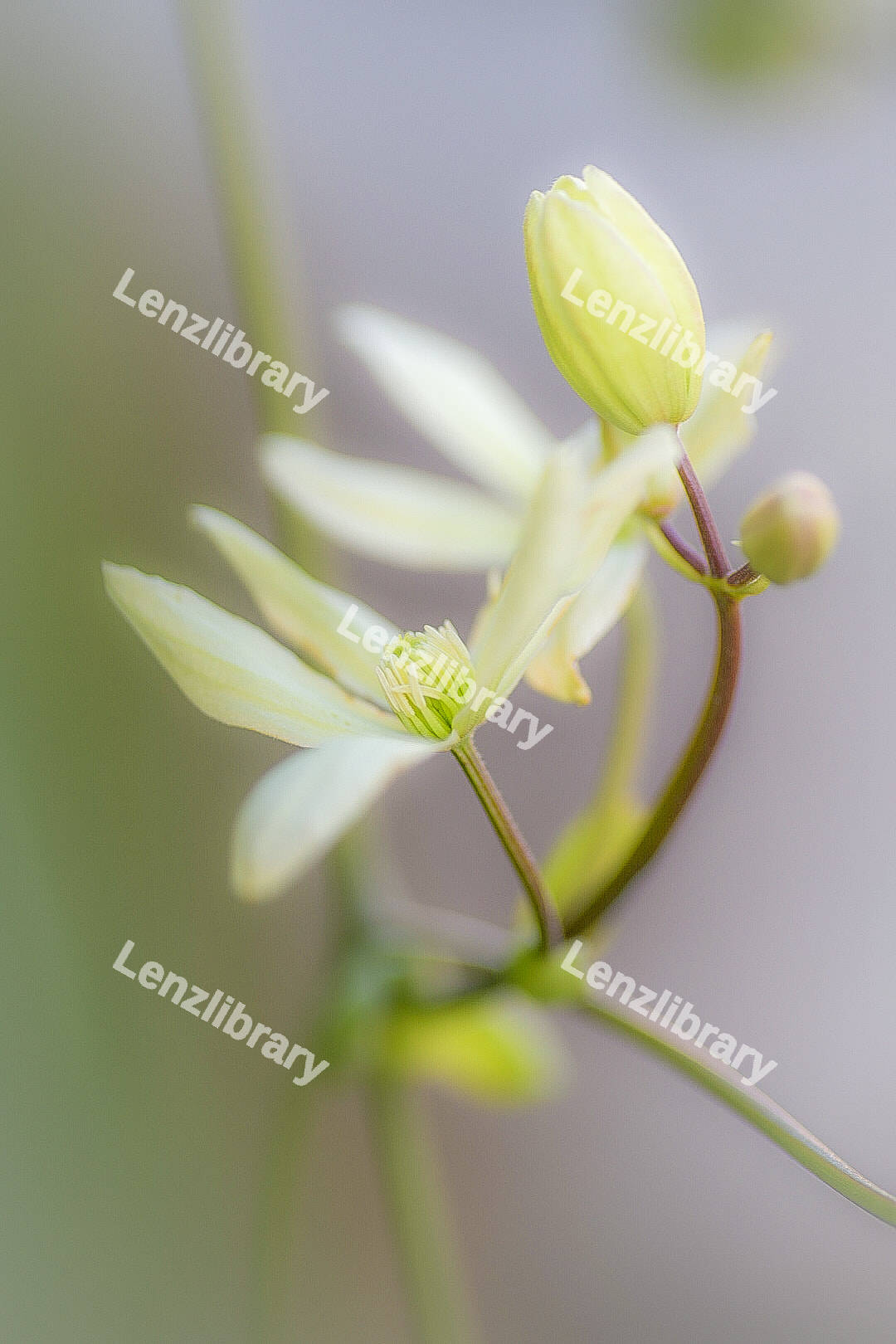 Clematis Armand Flower